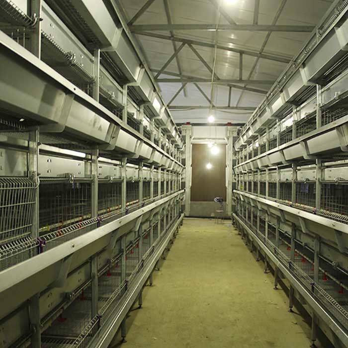 Kandang Otomatis Untuk Anak Ayam, 264 Kandang Peternakan Unggas Kapasitas Lapisan